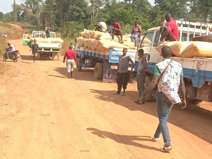 Côte d'Ivoire/Sipilou : La Gendarmerie Intercepte 110 Sacs de Cacao Destinés à la Guinée